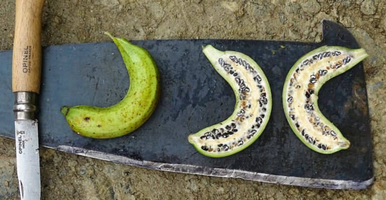 From Wild to Wonderful: How Your Favorite Fruits and Veggies Evolved Over Time