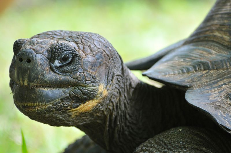 Galápagos Tortoise