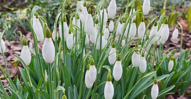 Garden Goals: 20 Must-Grow Plants from Bulbs and Tubers