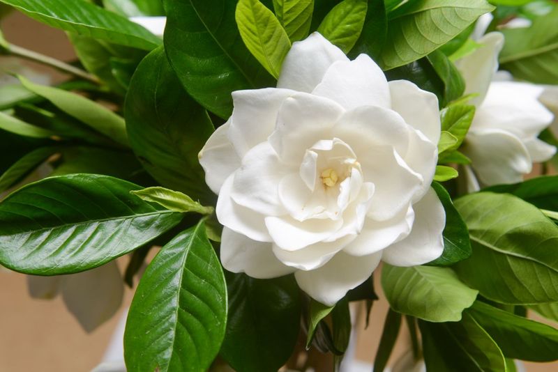 Gardenia