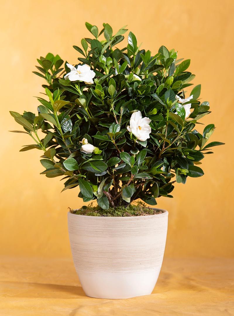 Gardenias