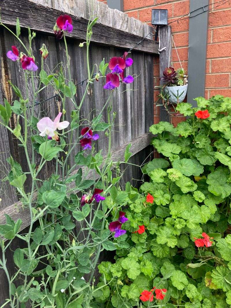 Geraniums and Sweet Peas