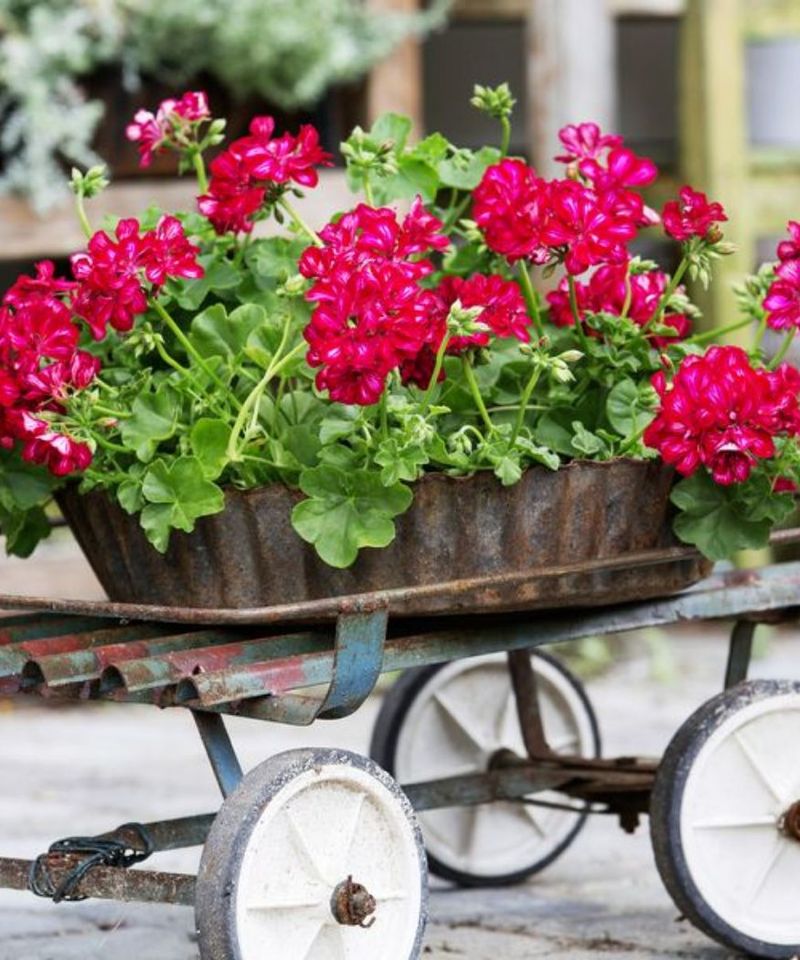 Geraniums