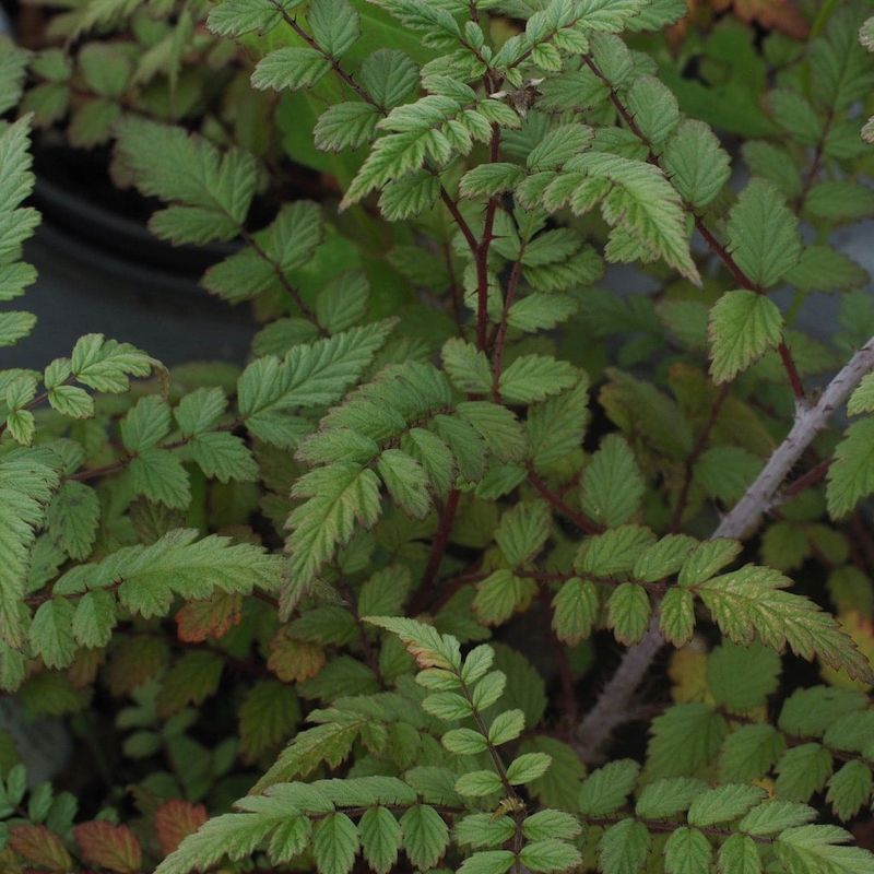 Ghost Bramble (Rubus 'Benenden')