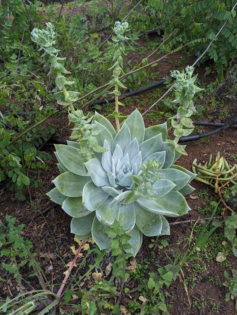 Giant Chalk Dudleya