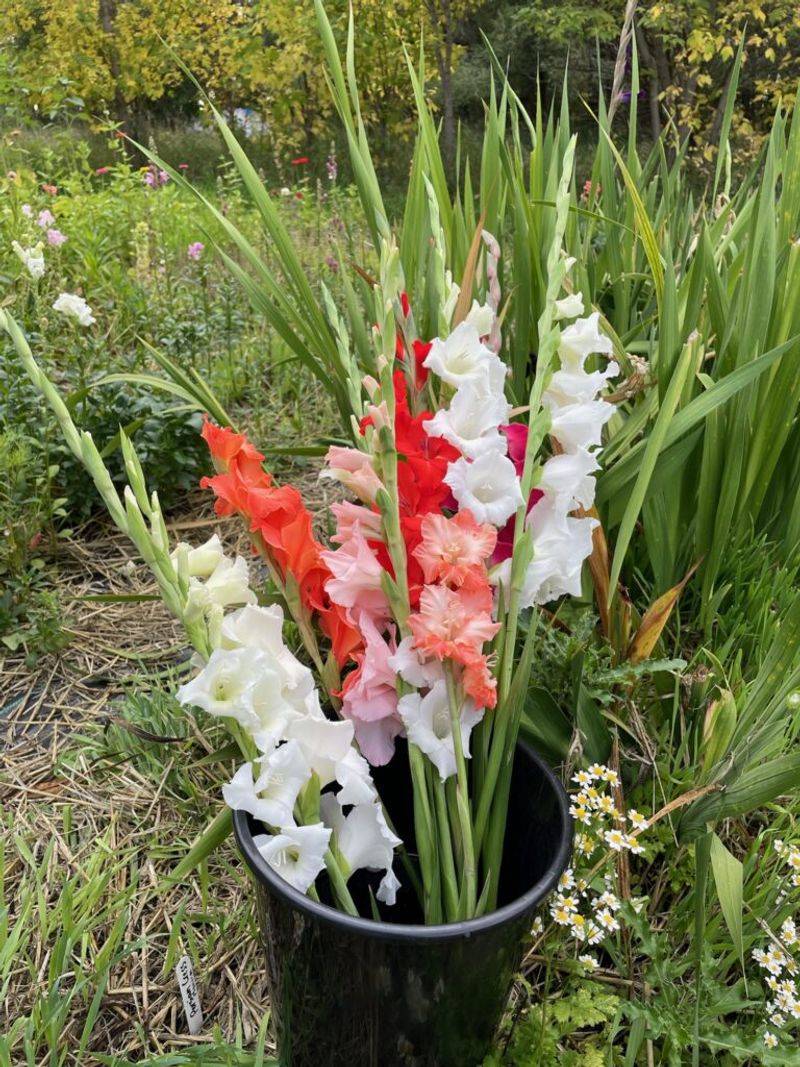 Gladiolus