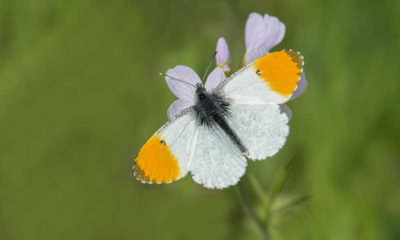 Great Orange Tip