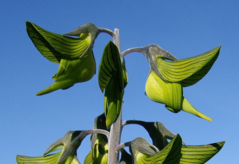 Green Birdflower (Crotalaria cunninghamii)