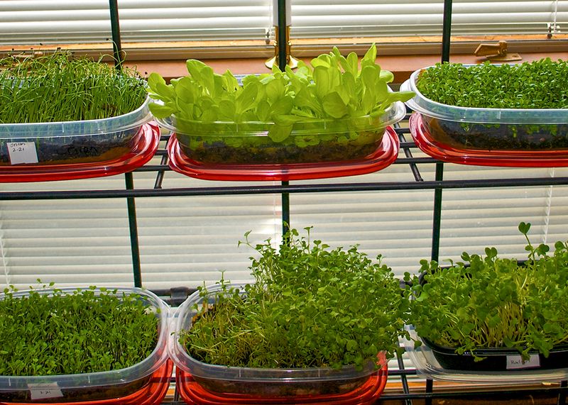 Growing Microgreens