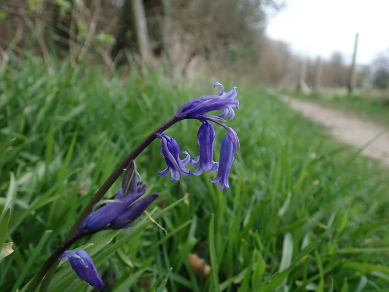 Habitat Preferences of Bluebells