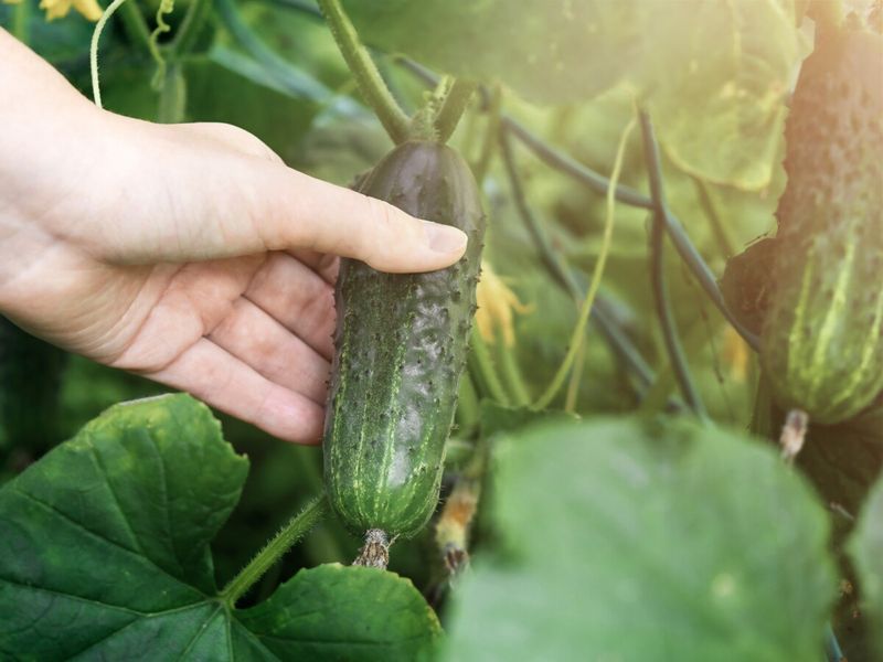 Harvest Timing