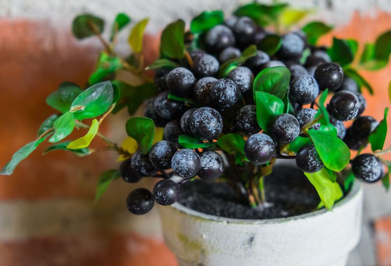 Harvesting and Enjoying the Fruits