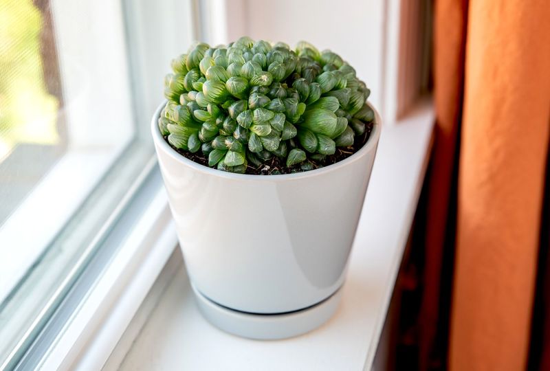 Haworthia Cooperi