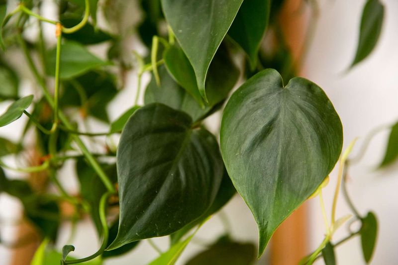 Heartleaf Philodendron