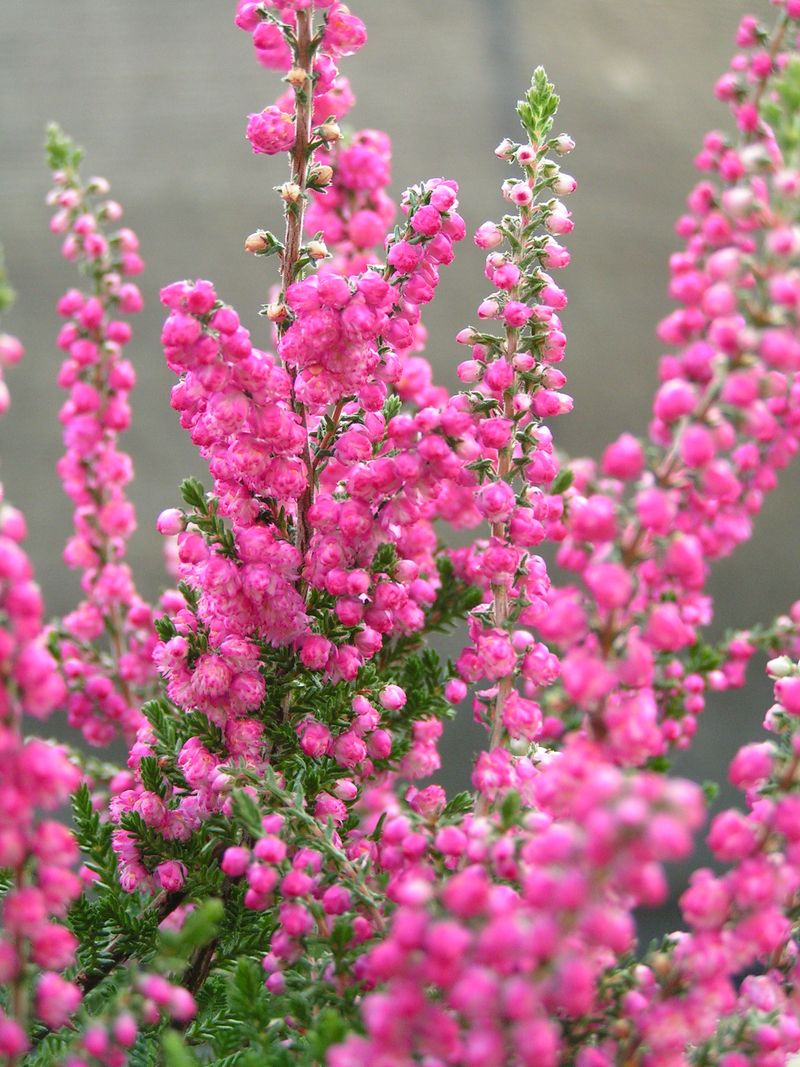 Heather (Calluna vulgaris)