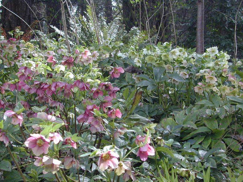 Hellebores