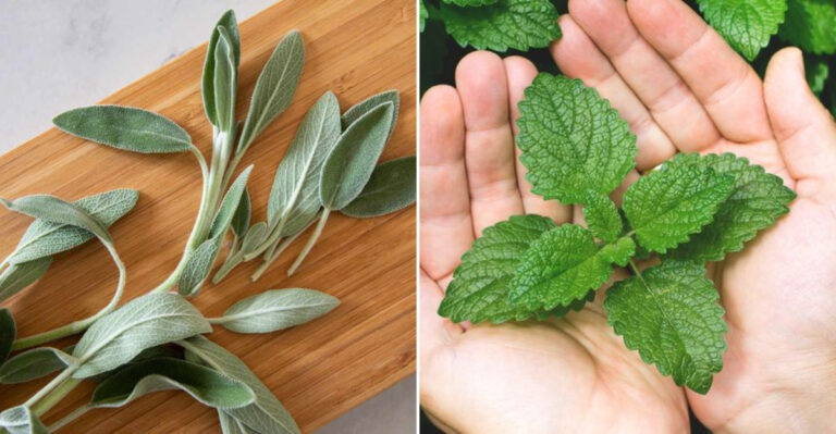Herb Gardening for Radiant Skin: How to Grow and Use Herbs in Homemade Skincare