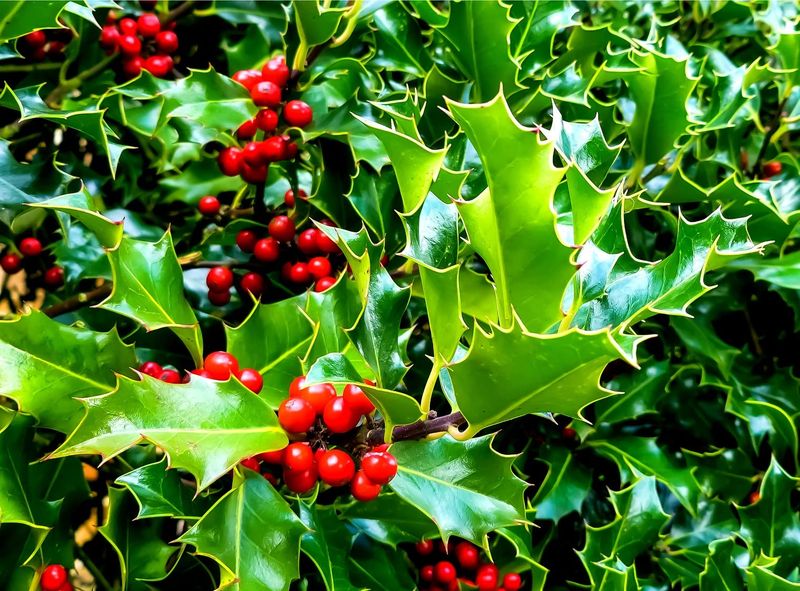 Holly (Ilex aquifolium)