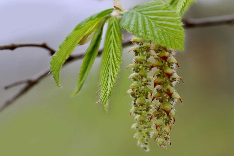 Hornbeam