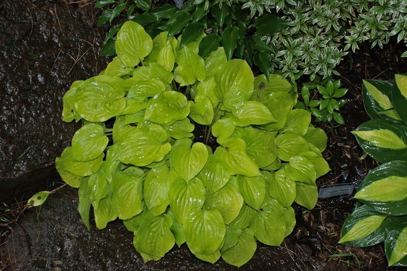 Hosta