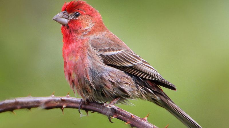 House Finch