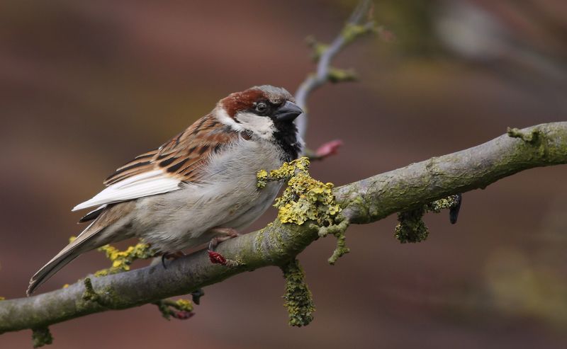 House Sparrow