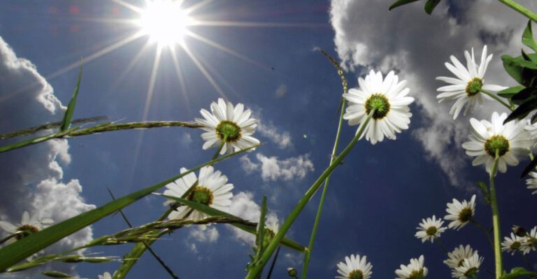 How Plants Secretly Communicate: The Hidden World of Garden Chemistry