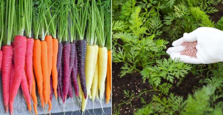 Grow Carrots Like a Pro With 8 Simple Tips