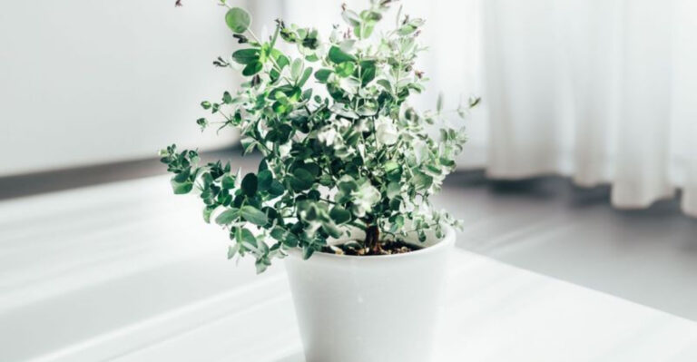 How to Grow Eucalyptus Indoors for a Great-Smelling Home All Year Long