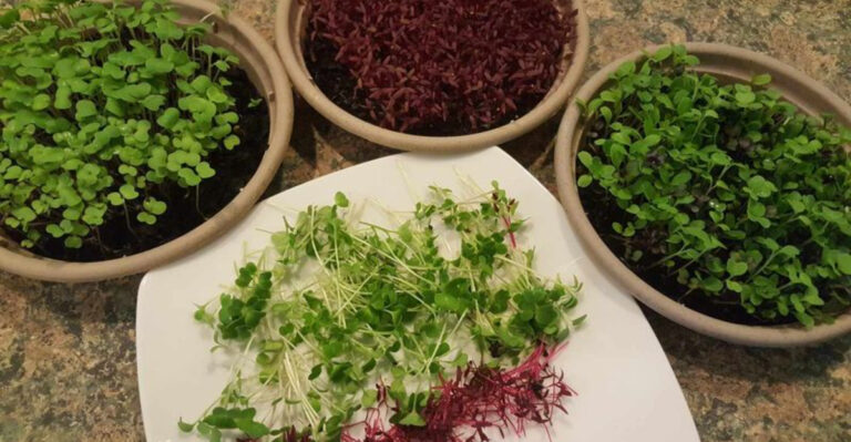 How to Grow Microgreens Like a Pro