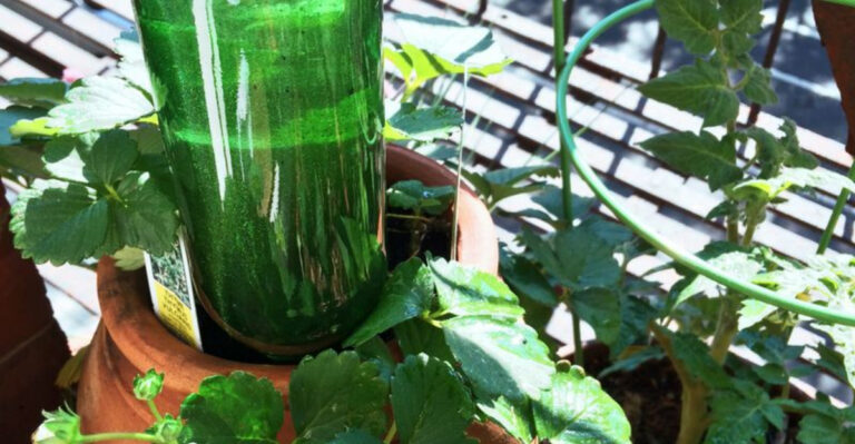 How to Keep Your Plants Happy While You’re on Vacation