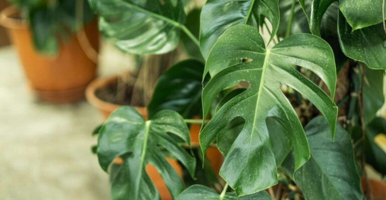 How to Tell If Your Monstera Plant Is Dying