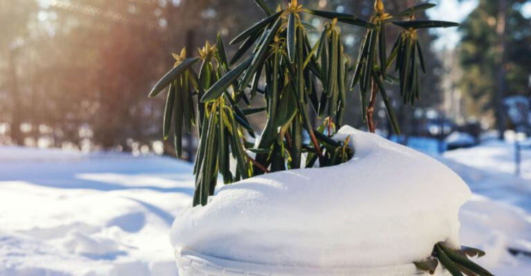 How to Use Snow to Keep Your Garden Thriving All Winter Long?