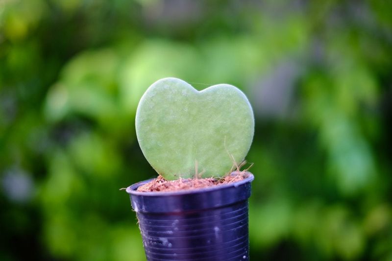 Hoya Kerrii (Sweetheart Plant)