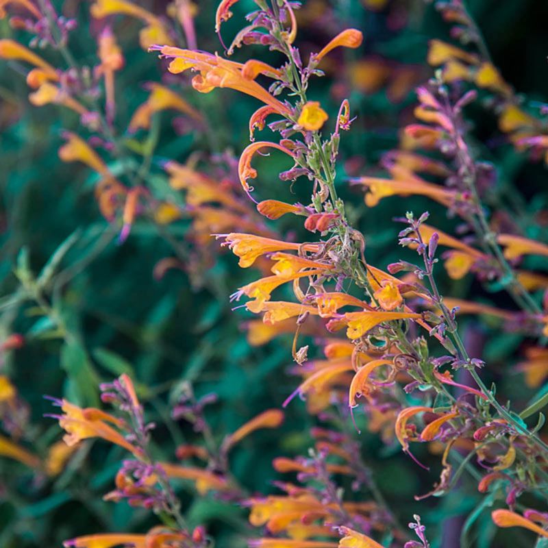 Hummingbird Mint