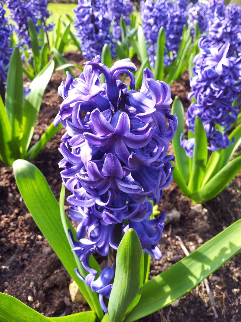 Hyacinth (Hyacinthus)