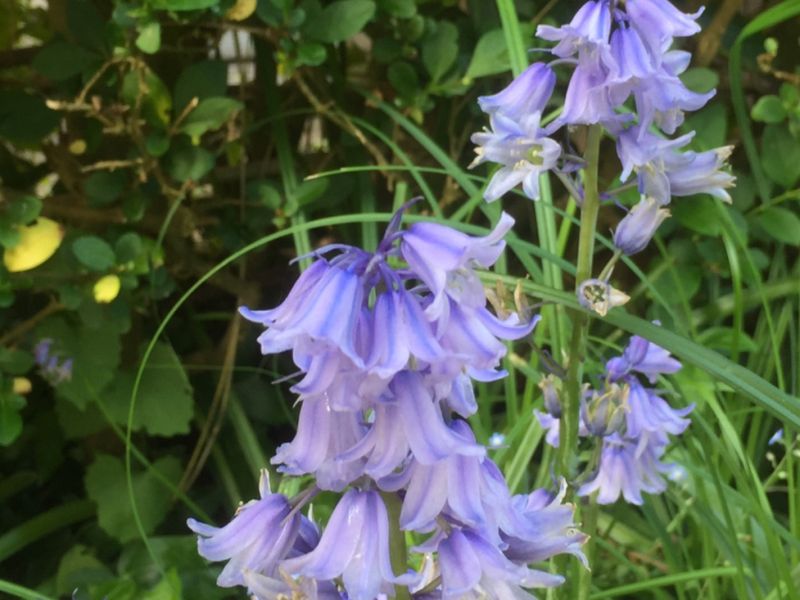 Hybrid Bluebell Identification