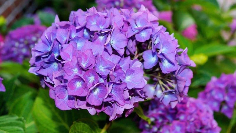 Hydrangea