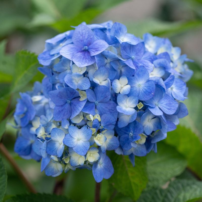 Hydrangeas