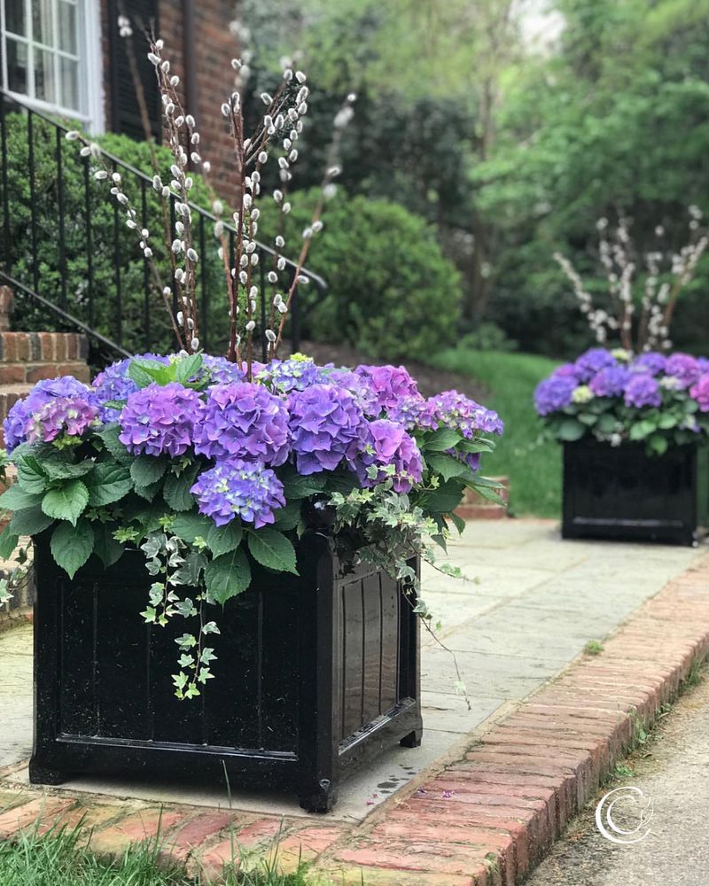 Hydrangeas