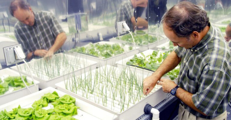 Hydroponics 101: 11 Key Things You Need to Know About Growing Without Soil