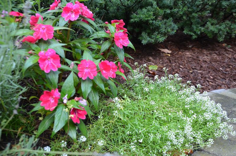 Impatiens and Alyssum