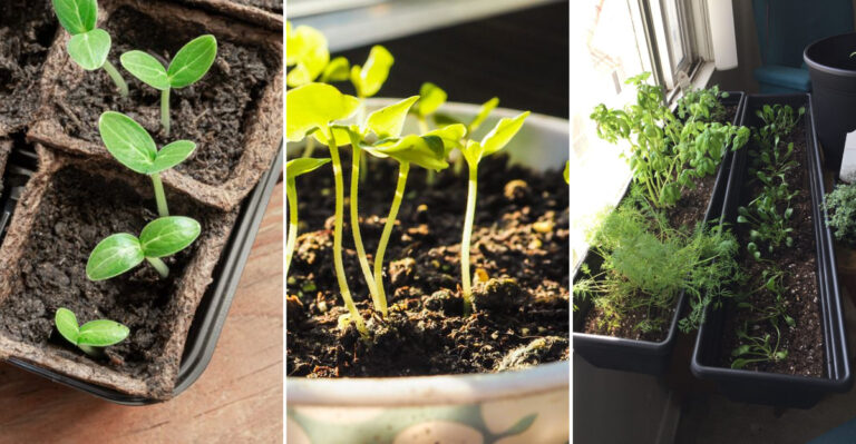 Indoor Gardening: 12 Vegetables and Herbs Perfect for February