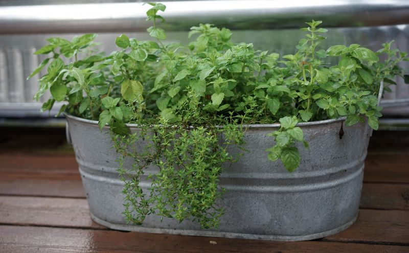 Indoor Herb Garden