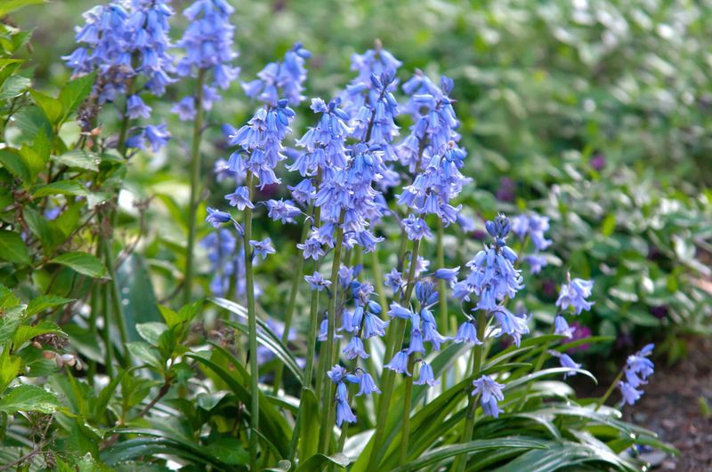 Invasive Spanish Bluebell (Hyacinthoides hispanica) Traits