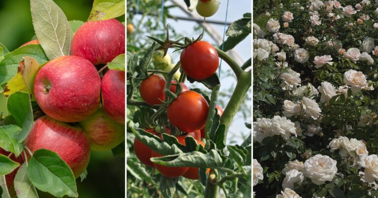 Is Your Garden at Risk? 13 Plants that Could Spread Illness to Other Greens