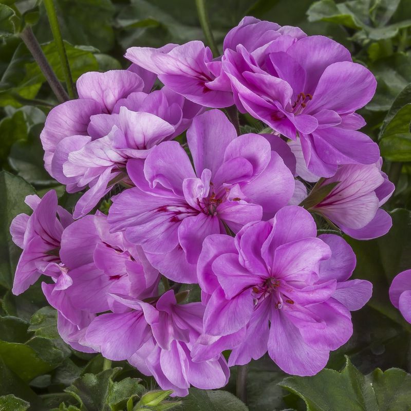 Ivy Geranium