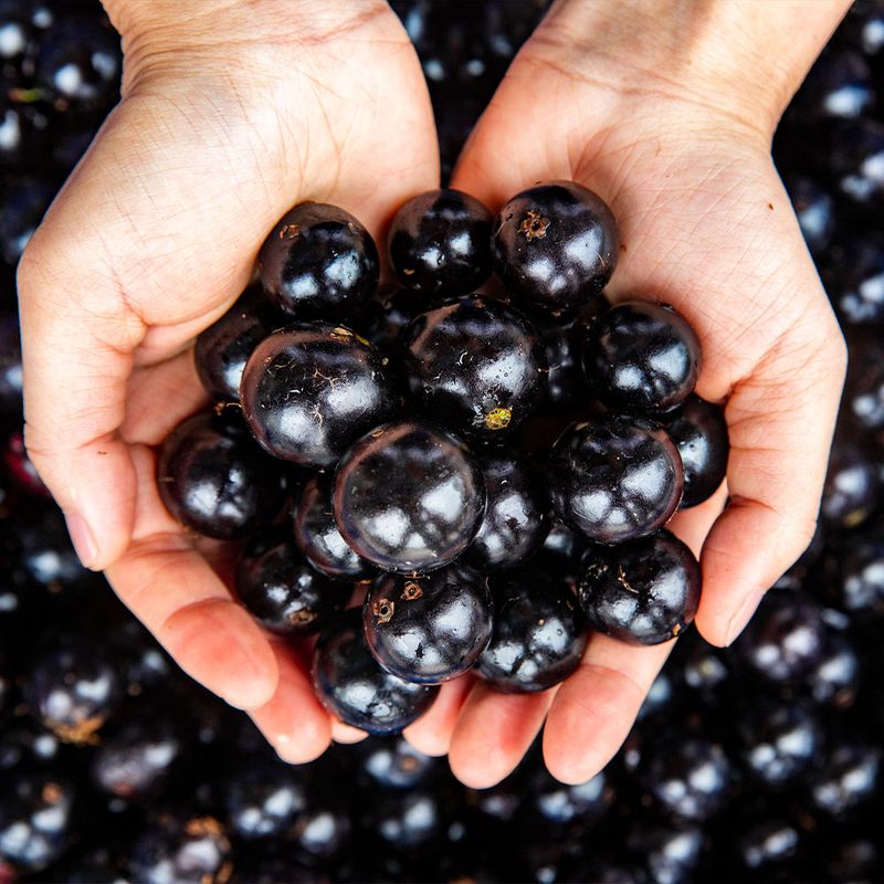 Jabuticaba