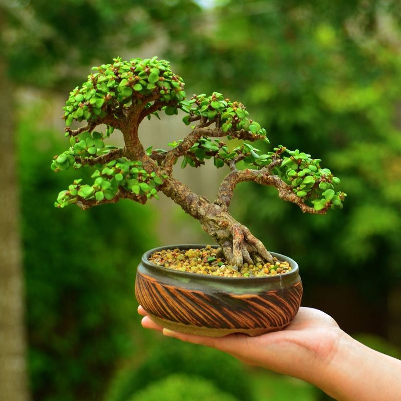 Jade Bonsai