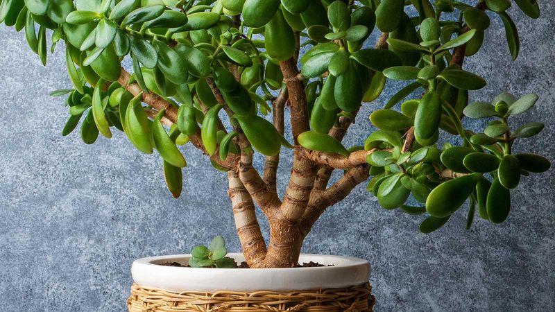 Jade Plant (Crassula ovata)